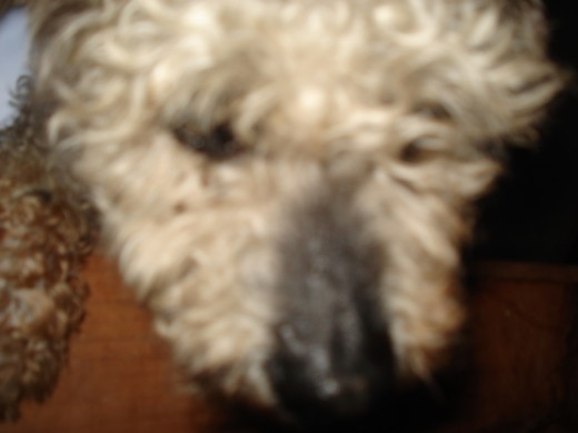 aqui la unuca foto de cara aqui la unuca foto de cara
